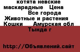 котята невские маскарадные › Цена ­ 18 000 - Все города Животные и растения » Кошки   . Амурская обл.,Тында г.